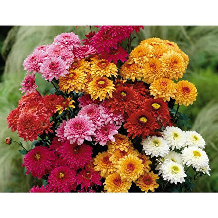 1 Adet Kasımpatı Fidanı Saksılı 10-30 cm Beyaz