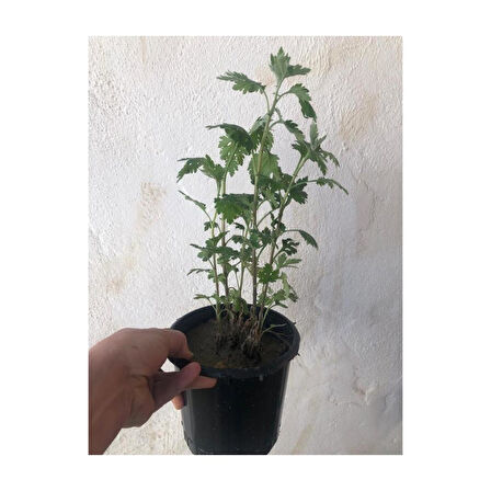 1 Adet Kasımpatı Fidanı Saksılı 10-30 cm Beyaz