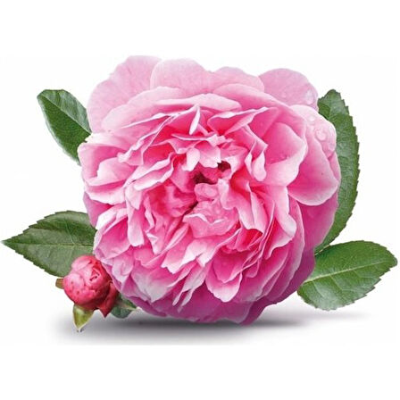 Aromatik Kokulu Isparta Gül Fidanı 10-20 cm