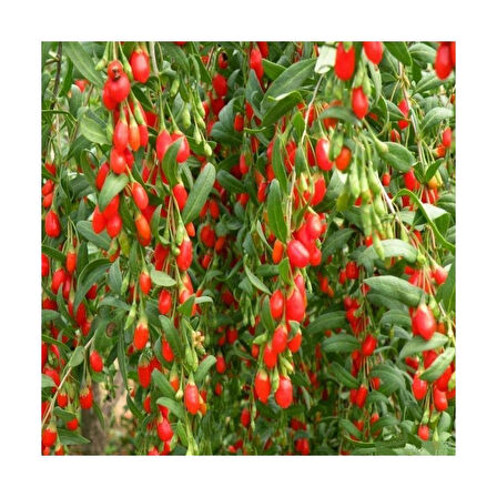 Goji Berry Fidanı Açık Kök 40-80 cm