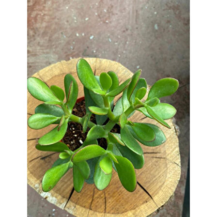 Crassula Ovata Para Çiçeği Fidanı 10-20 cm