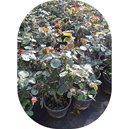 Gül Fidanı Ebruli  Kokulu Yediveren 15-25 cm