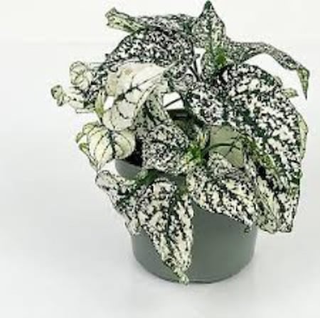 Yeşil Beyaz Fittonia Hostes Çiçeği Fidanı 10-20 cm