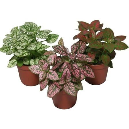 Yeşil Beyaz Fittonia Hostes Çiçeği Fidanı 10-20 cm