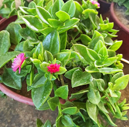 Buz Çiçeği Fidanı 10-20 Cm 