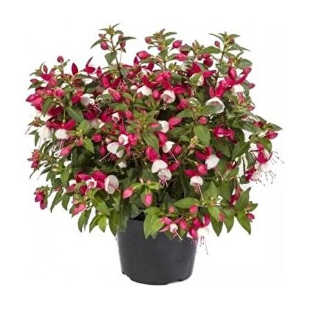 Küpe Küpeli Çiçeği Fidanı 10-20 Cm Fuchsia 