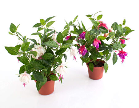 Küpeli Fuchsia Çiçeği Fidanı 10-20 Cm 