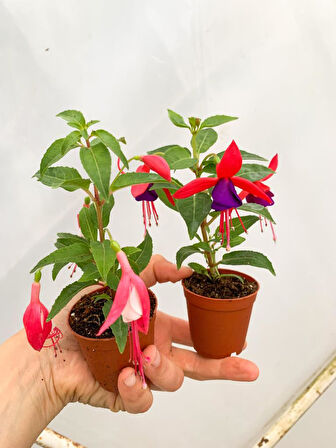 Küpeli Fuchsia Çiçeği Fidanı 10-20 Cm 
