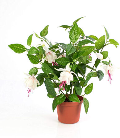 Küpeli Fuchsia Çiçeği Fidanı 10-20 Cm 