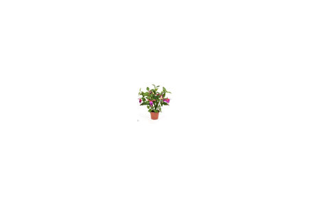 Küpeli Fuchsia Çiçeği Fidanı 10-20 Cm 
