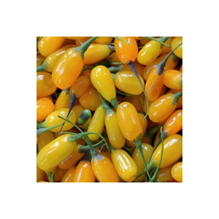 Sarı Goji Berry Fidanı Açık Kök 40-80 cm