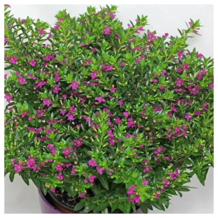 Kufeya Cennet Çiçeği Pembe 10-20 cm
