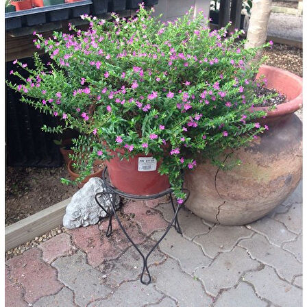 Kufeya Cennet Çiçeği Pembe 10-20 cm