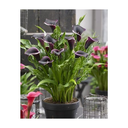 Gala Gelin Çiçeği (Calla Lily) Bordo 10-20 cm