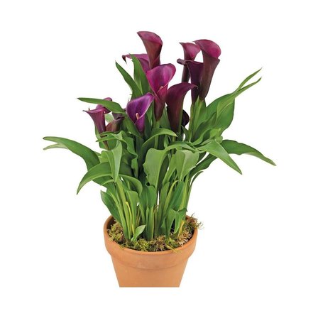 Gala Gelin Çiçeği (Calla Lily) Bordo 10-20 cm