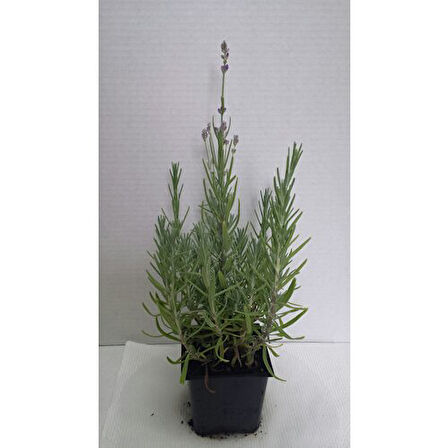 Lavanta Lavandula Angustifolia Fidanı 10-20 cm