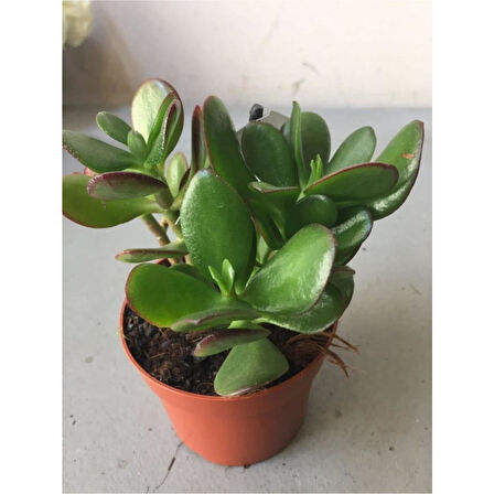 Zenginlik Çiçeği Fidanı 25-30 cm Crassula Şans Para Çiçeği 