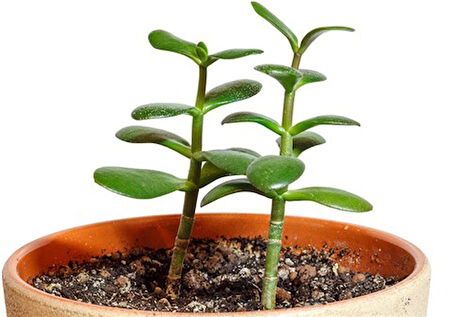 Para Çiçeği Ağacı Fidanı 10-20 cm