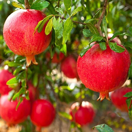 Pomegranate Sapling Hicaz Nar Fidanı Açık Kök 50-100 cm 