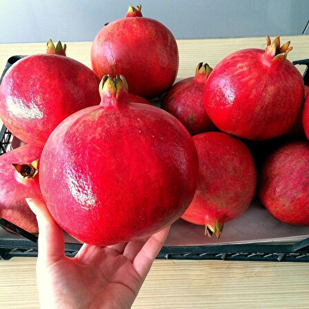Pomegranate Sapling Hicaz Nar Fidanı Açık Kök 50-100 cm 