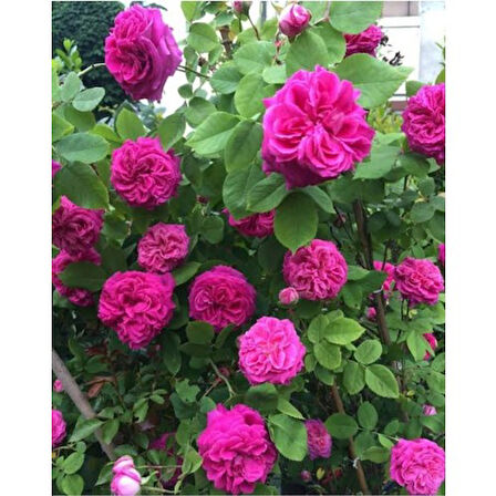 Yöresel Isparta Gülü Fidanı Saksılı Reçellik 10-20 cm