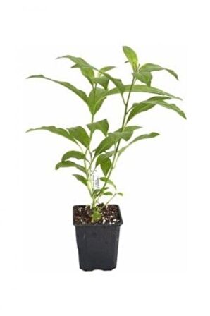 Akşam Sefası Çiçeği Melisa Fidanı 10-30 Cm