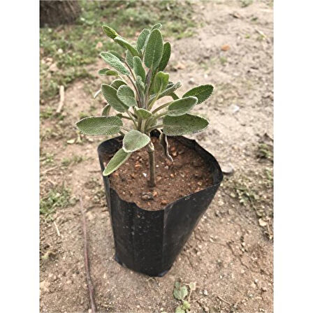 Salvia Officinalis Adaçayı Fidanı Fidesi Tüplü 1 Adet 15-25 cm