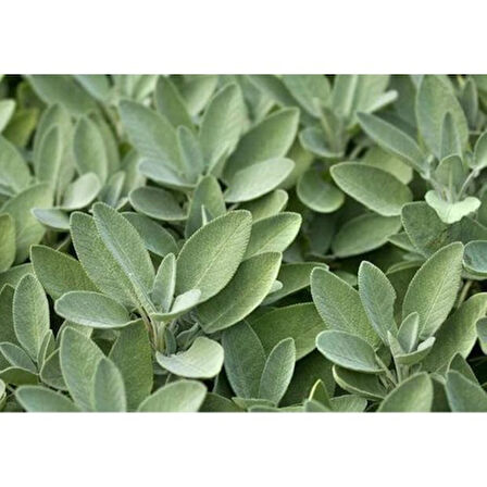 Salvia Officinalis Adaçayı Fidanı Fidesi Tüplü 1 Adet 15-25 cm