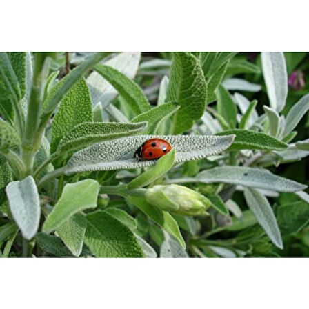 Salvia Officinalis Adaçayı Fidanı Fidesi Tüplü 1 Adet 15-25 cm