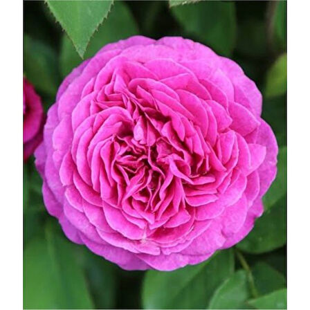 Reçellik Pembe Kokulu Gerçek Isparta Gülü Fidanı 10-20 cm
