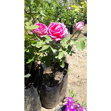 Isparta Gülü Fidanı Saksılı Reçellik Kokulu Pembe 10-20 cm