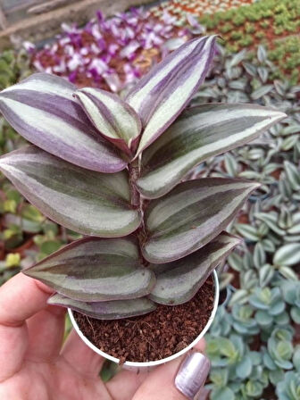Tradescantia Zebrina Telgraf Çiçeği Kahve Yeşil 10-20 cm