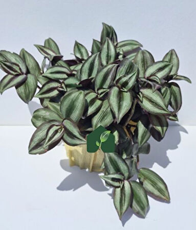 Tradescantia Zebrina Telgraf Çiçeği Kahve Yeşil 10-20 cm