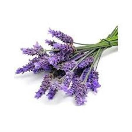 Saksılı Lavanta Fidanı 3 Adet 30-40 cm (Lavandula intermedia)
