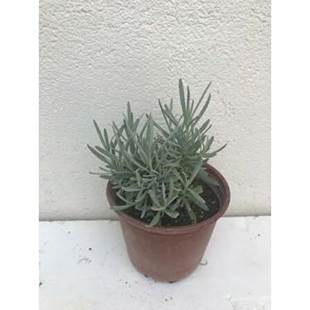 Angustifolia Aromatik Kokulu Lavanta Fidanı 1 Adet 