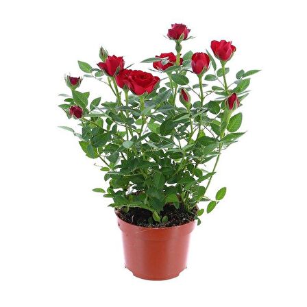 Yediveren Kırmızı Gül Fidanı 1 Adet 30-50 Cm Yediveren Red Rose