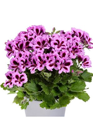 Ceylan Gözü Canan Sardunya Çiçeği Fidanı Lila 10-20 Cm
