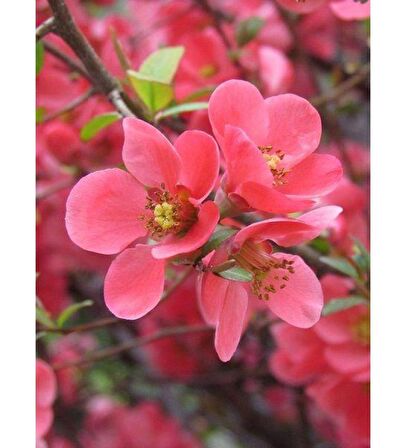 Saksılı Japon Ayvası Bahar Dalı Fidanı 20-30 Cm Chaenomeles Japonica