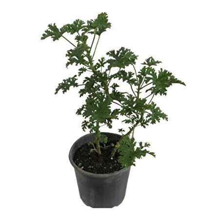 Itır Çiçeği Fidanı Küçük Boy 5-15 Cm