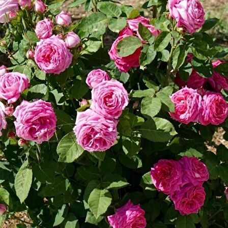 Tüplü Kokulu Reçellik Pembe Isparta Gülü Fidanı 15-25 Cm N11.2478