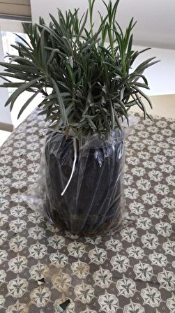 Bahçe Tipi Lavanta Fidanı 1 Adet 15-25 Cm İntermedia N11.30793