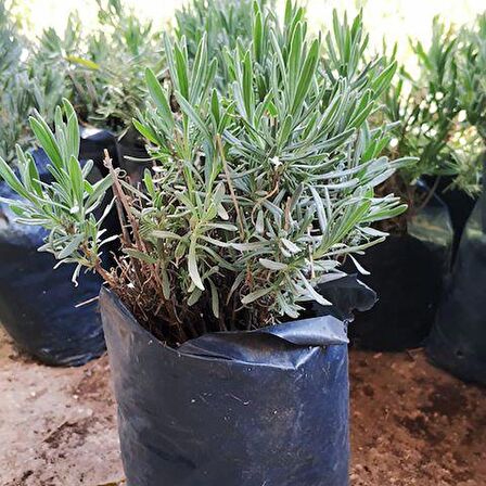 Lavanta Fidanı İntermedia N11.7055