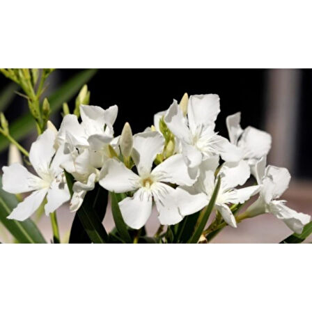 Beyaz Zakkum Çiçeği Fidanı 40-70 cm Saksılı
