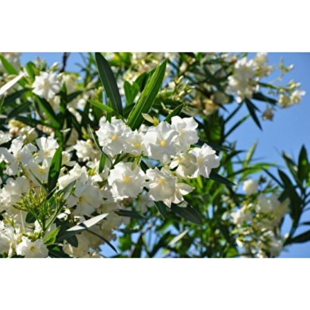 Beyaz Zakkum Çiçeği Fidanı 40-70 cm Saksılı