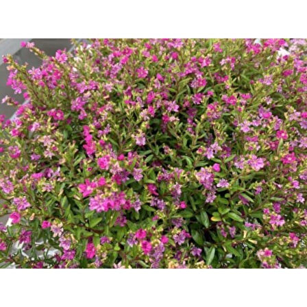 Pembe Kufeya Çiçeği 10-20 cm Fidanı