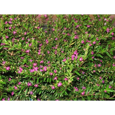 Pembe Kufeya Çiçeği 10-20 cm Fidanı