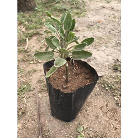 Anadolu Adaçayı Fidanı Fidesi Tüplü 15-25 cm (1 Adet)