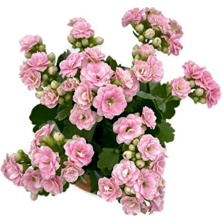 Kalanchoe (Kalanşo) Pembe 10-20 cm