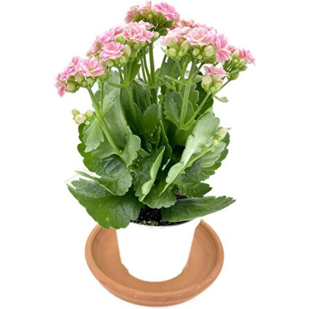 Kalanchoe (Kalanşo) Pembe 10-20 cm