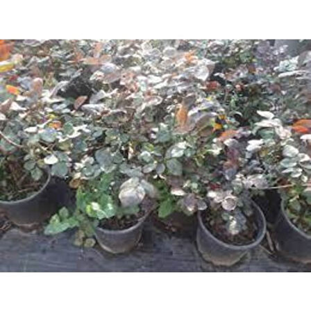 Vanilya Beyazı Gül Fidanı 15-25 cm